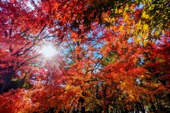 1_PXL_20221104_0429316652-2